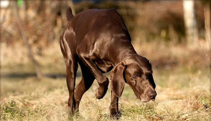 Пойнтер собака