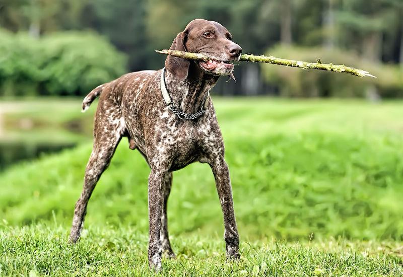 Короткие волосы - цвет