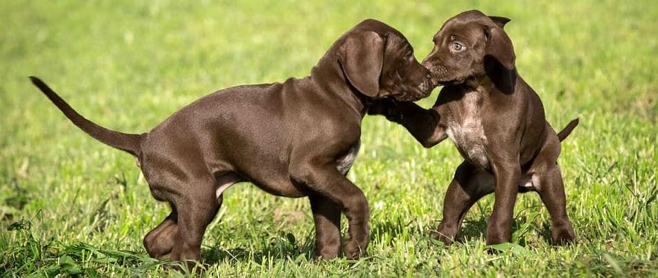 Короткошерстный - щенки