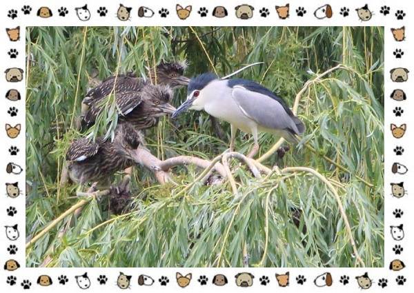 Кваква-птица-Описание-особенности-виды-и-образ-жизни-12