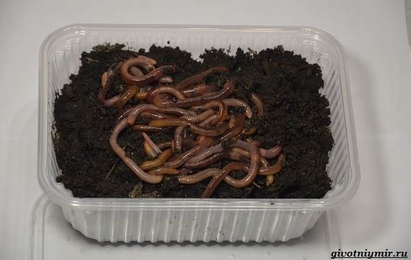 Лайфхаки-о-рыбалке-от-бывалого-рыбака-17