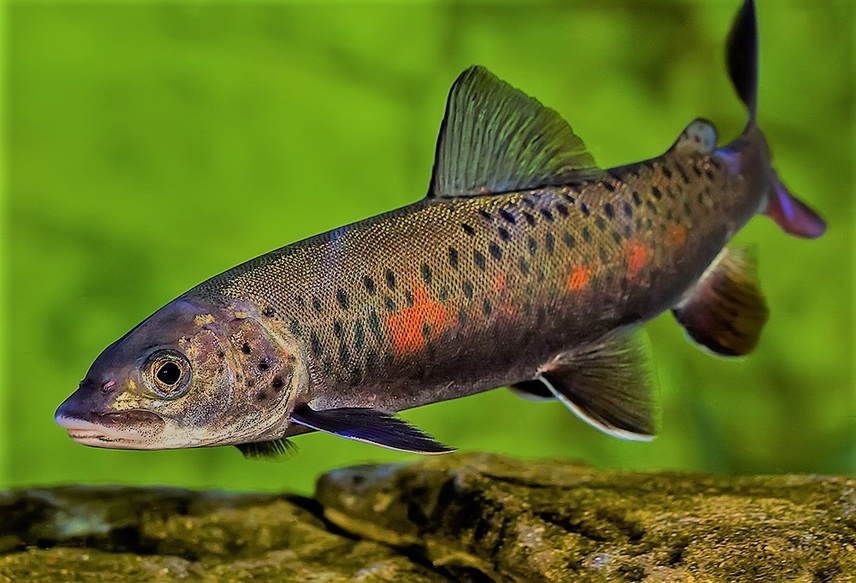 Картинка рыба ленок