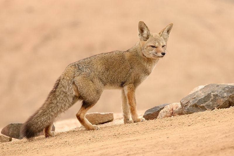 Где живет кенгуру, где обитает кенгуру, на каком материке