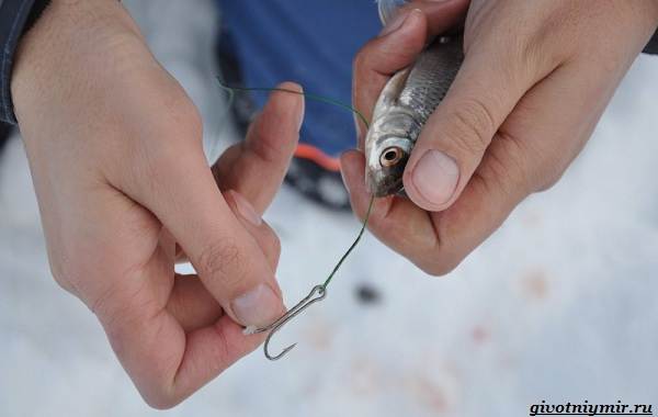 Ловля-жереха-различными-способами-5
