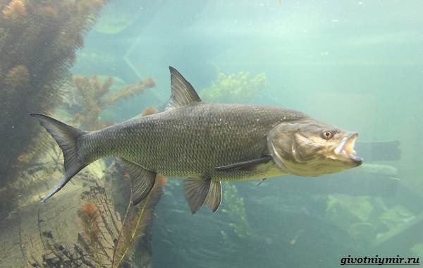 Ловля-жереха-различными-способами-6