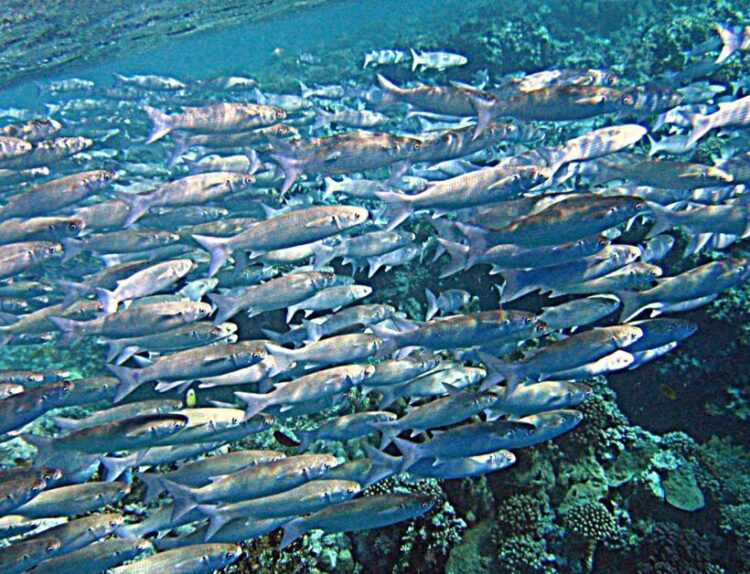 Рыбы Черного моря - названия видов и описание