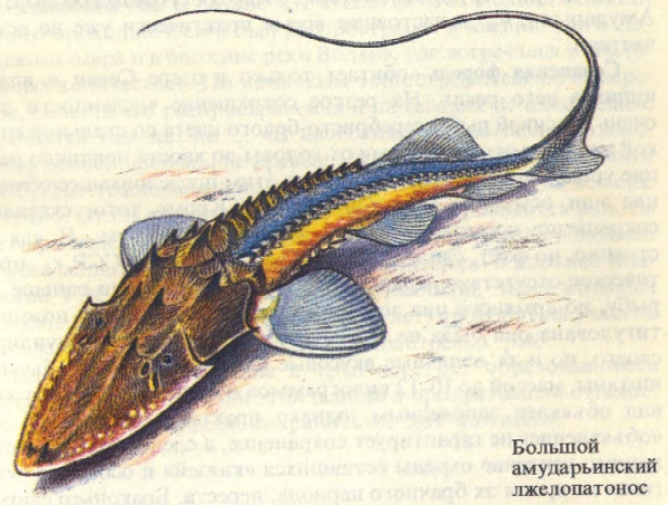 Фото Большеамударьинского псевдопатопапозуса