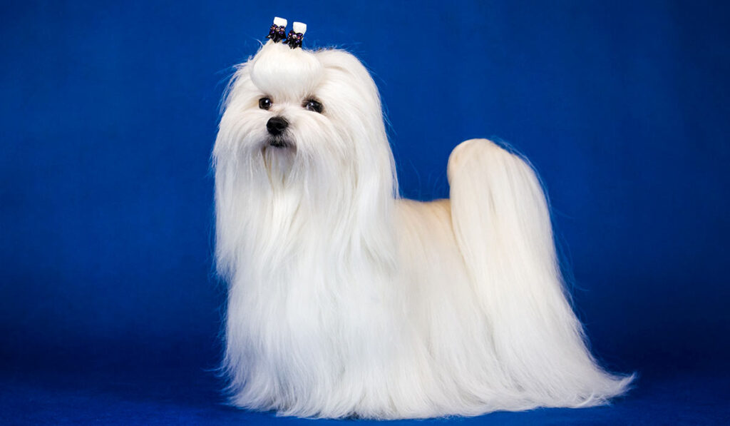 Мальтийский образ