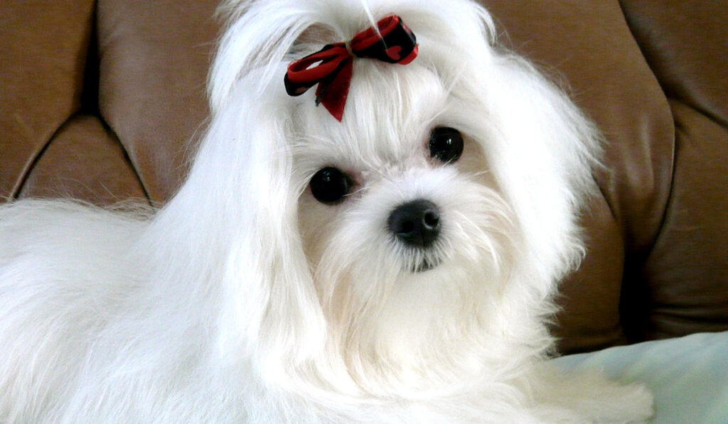 Портрет мальтийской собаки