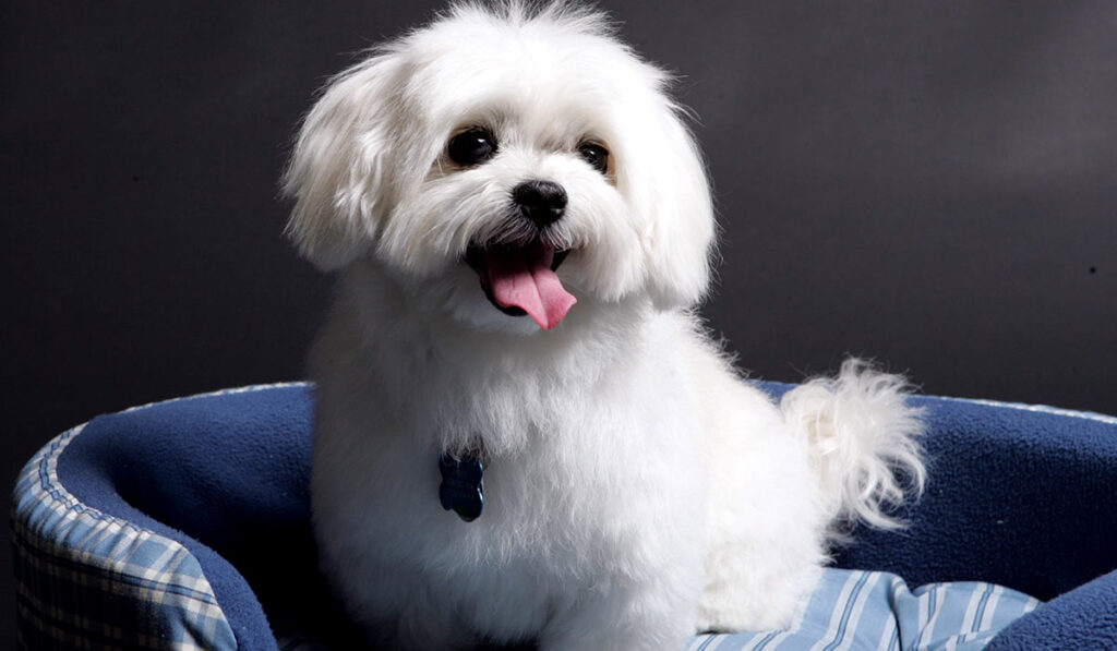 Картинка щенка мальтийской болонки