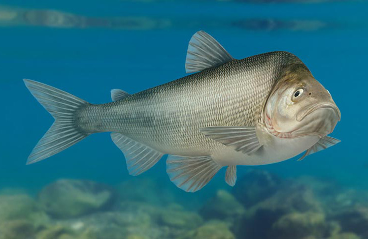 картинка рыба муксун