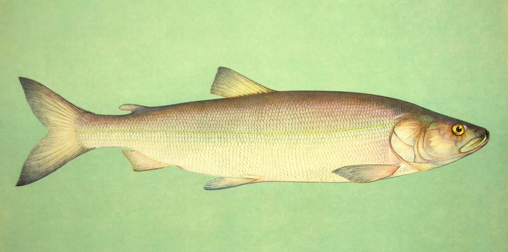 Изображение рыбы нельмы