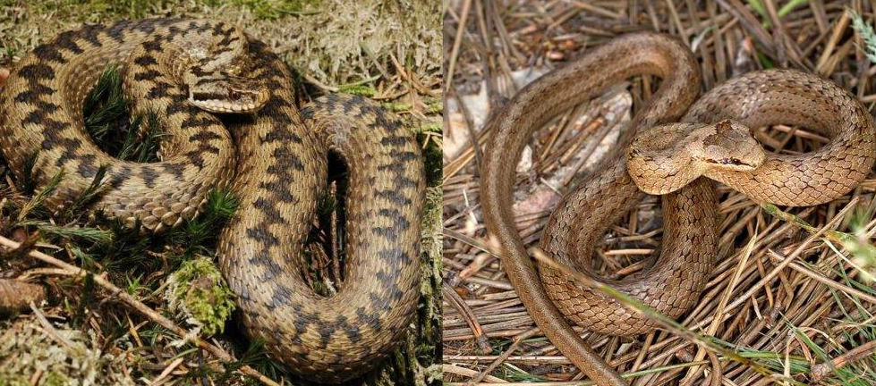 Чешуя гадюки имеет гребни, разделяющие ее надвое, а у медянки гладкая