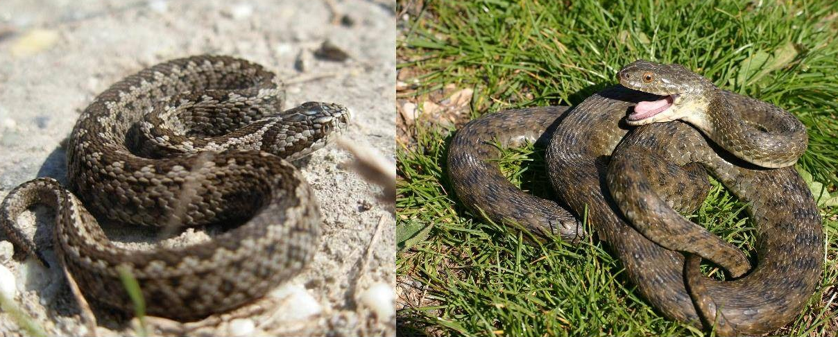 Гадюка с зигзагом на спине и шахматной доской