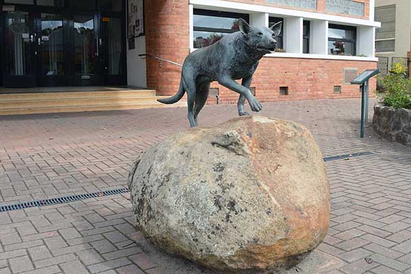 Австралийский келпи - 10 фактов и подробное описание породы собак