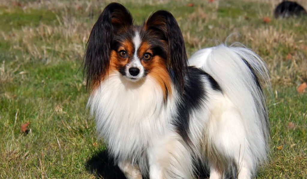 Изображение бабочки-папильона