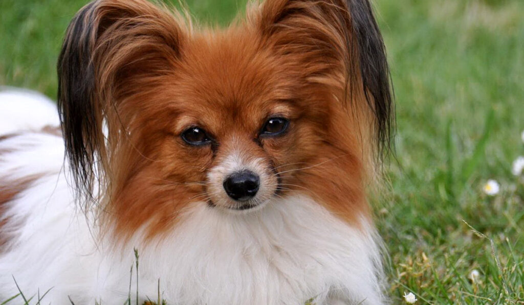 Бабочка папильон