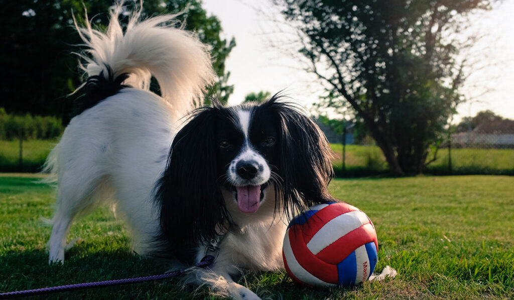 Папильон фален