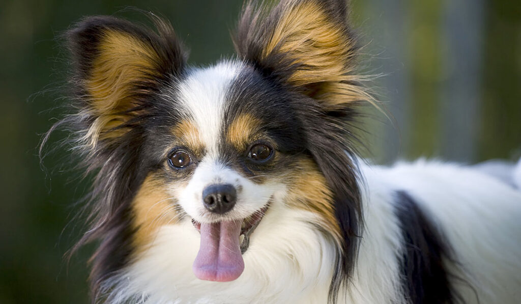 Папийон картинка