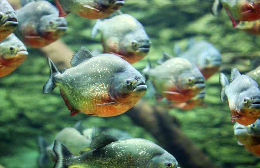 стая пираний