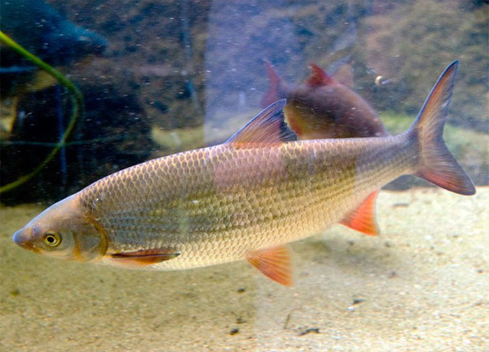 Картинка рыба подуст