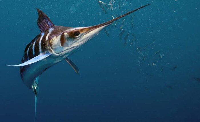 Полосатый марлин имеет небольшой размер