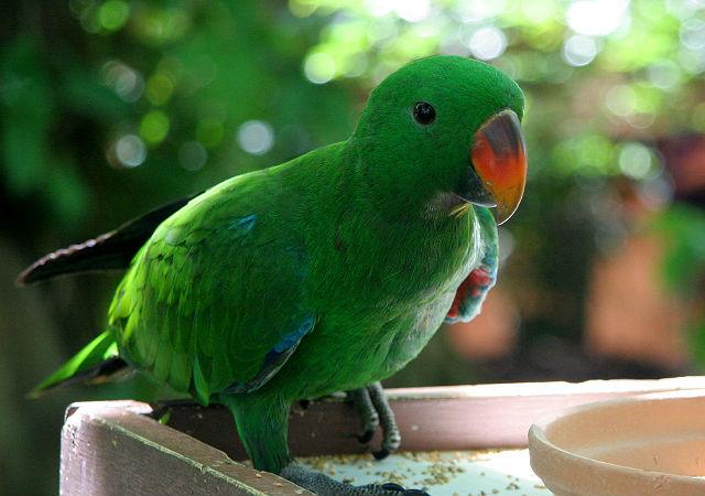 Попугай эклектус (2)