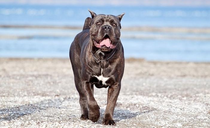 Порода кане корсо – продолжительность жизни