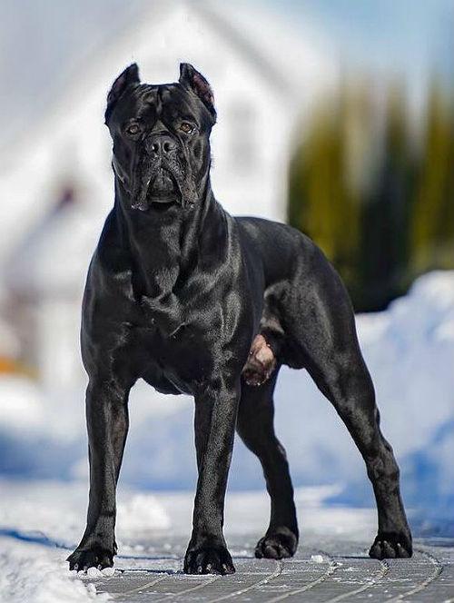 Порода кане корсо - внешний вид