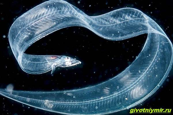 Прозрачные-животные-из-глубины-океана-которых-случайно-снял-фотограф-дайвер-4