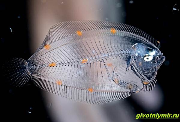 Прозрачные-животные-из-глубины-океана-которых-случайно-снял-фотограф-дайвер-5