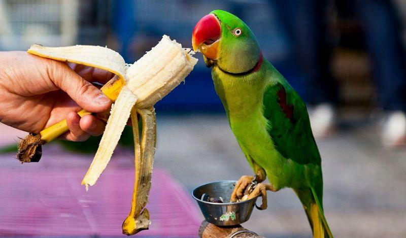 Все об ожереловых попугаях