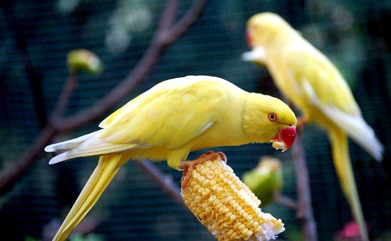 Ожереловый попугай - кормление, рацион