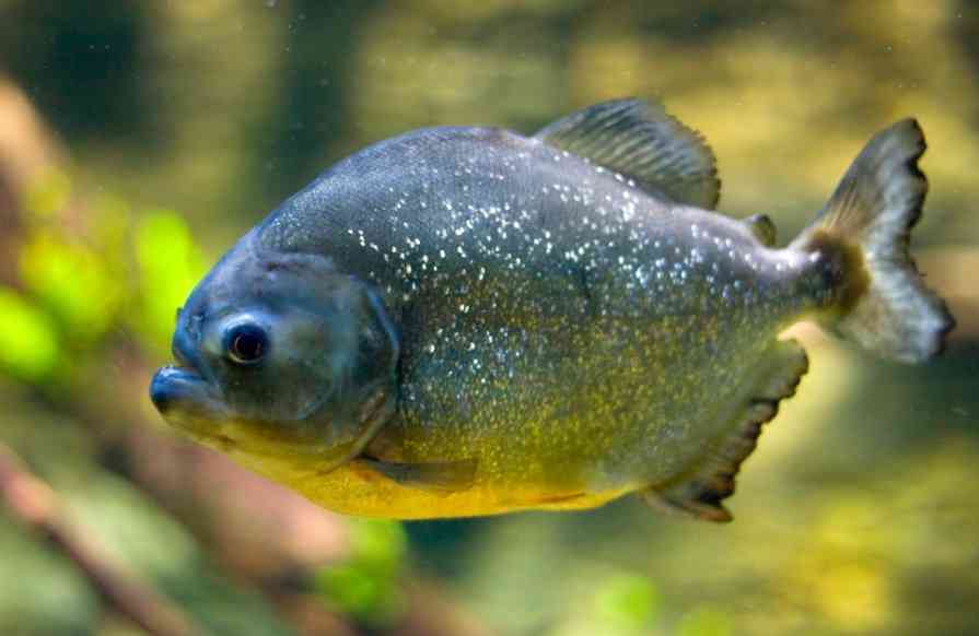 большая пиранья