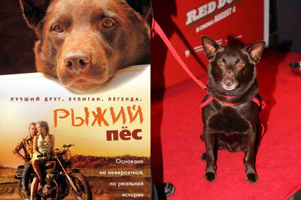 фильм Рыжий пес