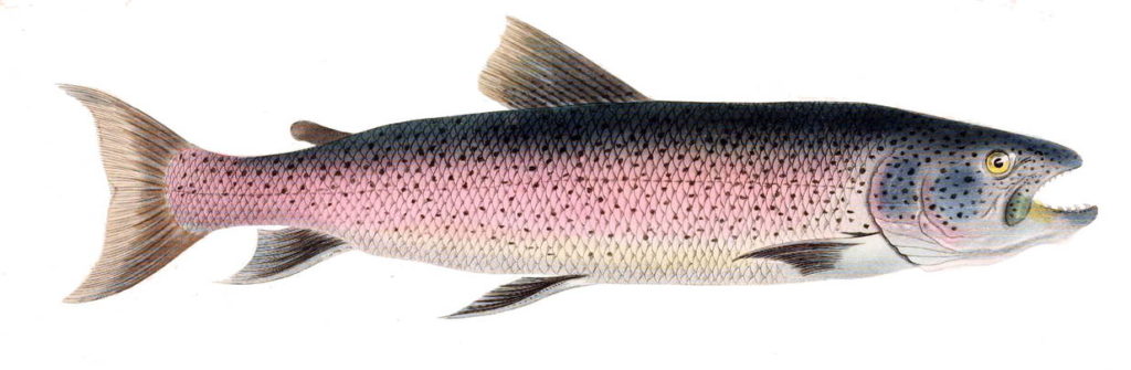 Фото сахалинского тайменя