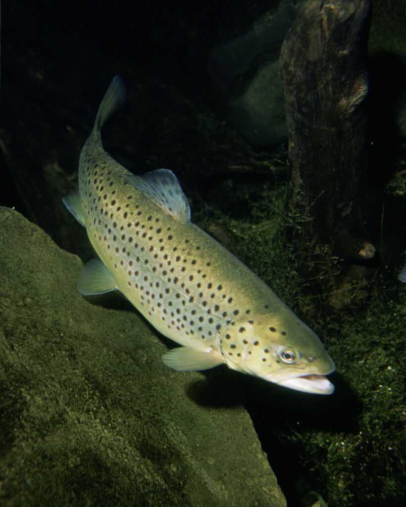 salmo_trutta.jpg