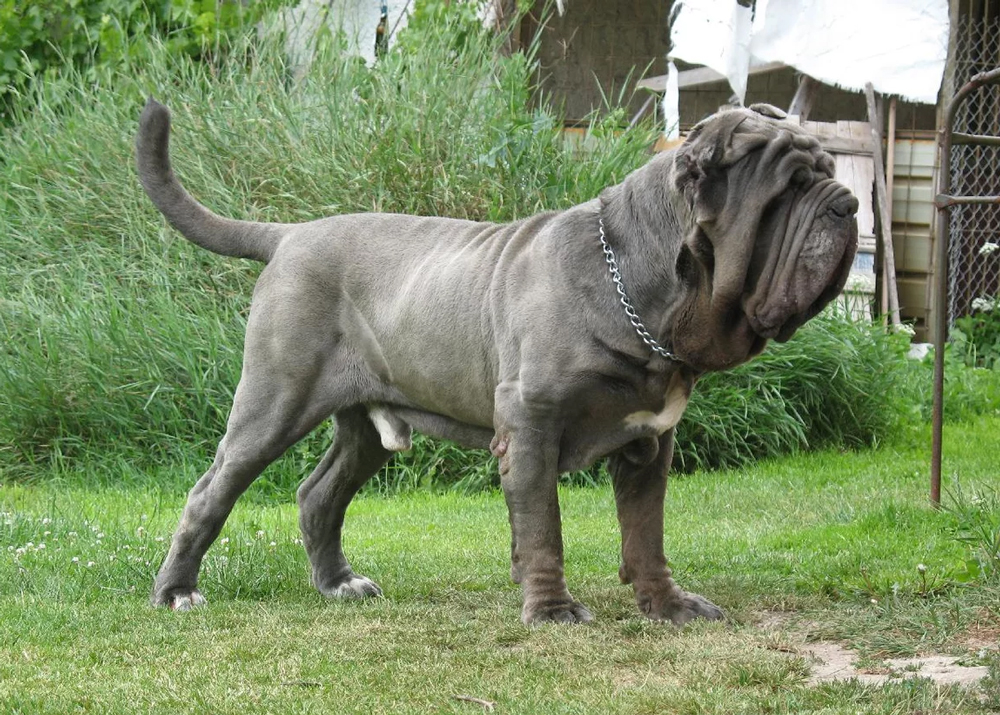 Неаполитанский мастиф Неаполитанский мастиф.