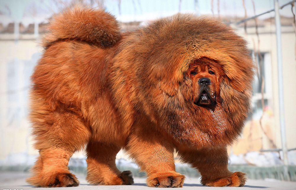 Тибетский мастиф Тибетский мастиф.