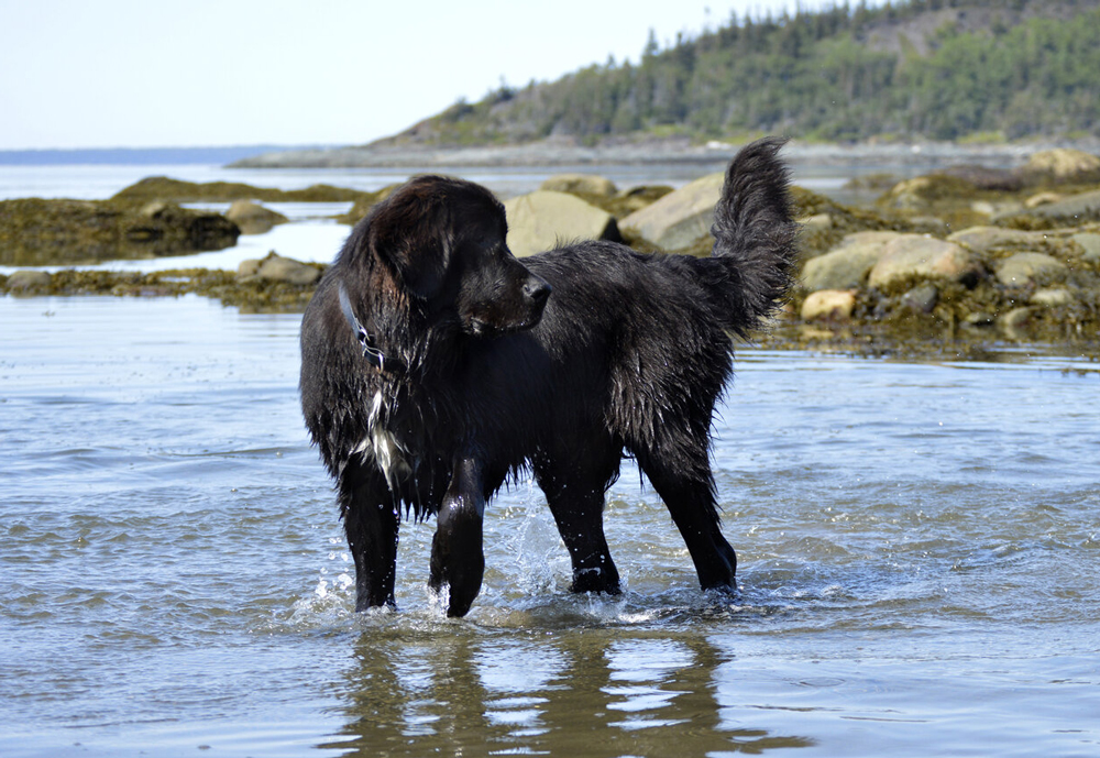 Порода Ньюфаундленд или водолаз Порода Ньюфаундленд или водолаз.