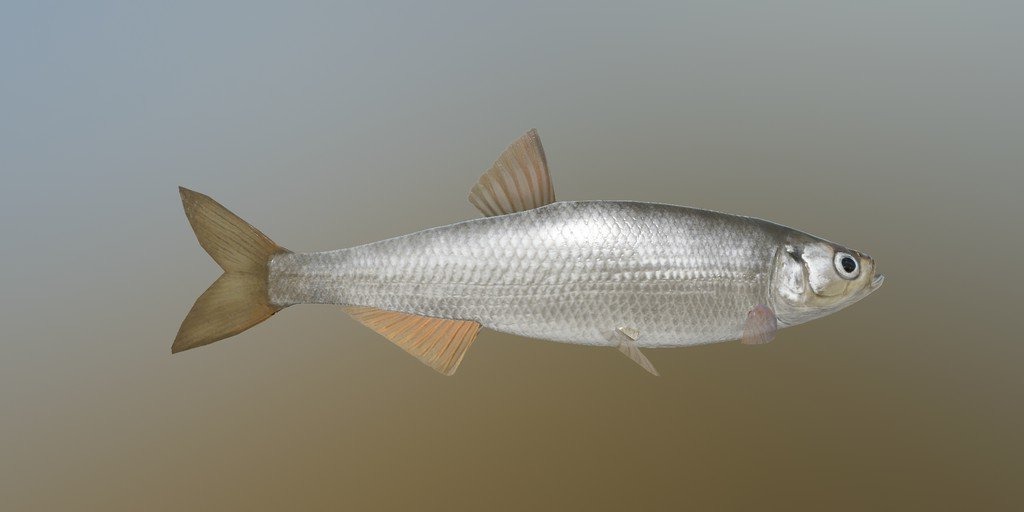 Картинка рыба шемайя