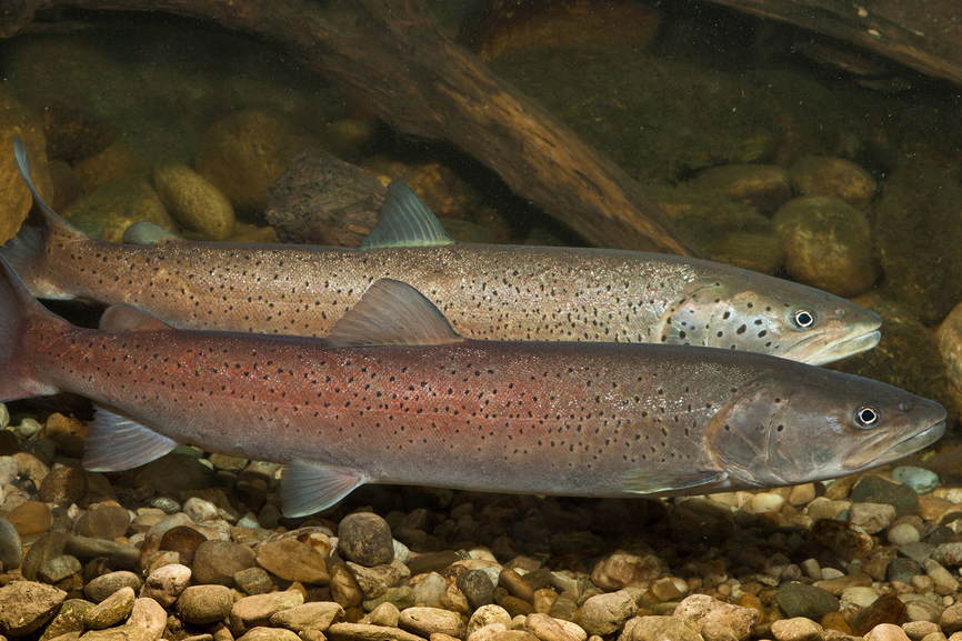 Сибирский Таймень фото