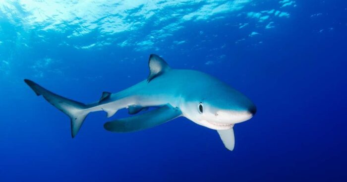 Синяя акула обитает в красном море