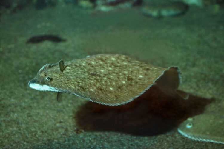 Рыбы Черного моря - названия видов и описание