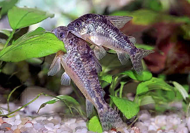 Разведение аквариумных сомиков в домашних условиях
