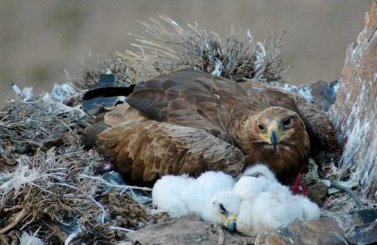 маленькие степные орлы разведение степных орлов