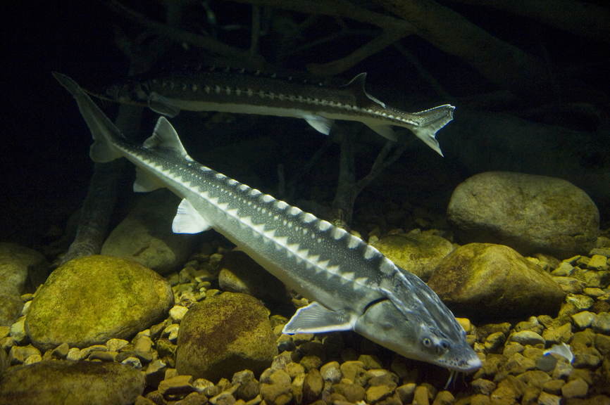 картинка стерляди