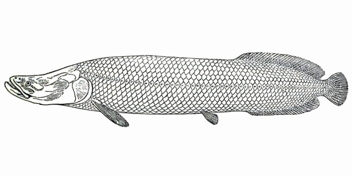 Тело арапаймы