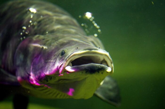 У рыбы интересный внешний вид