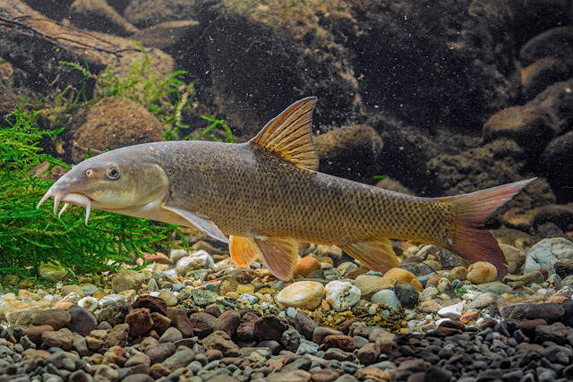 Изображение обыкновенной удочки